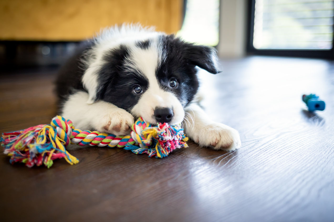 Border collie puppy playing with rope toy