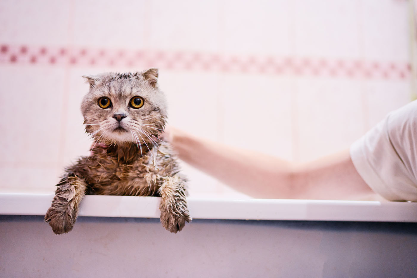 Cat having a bath