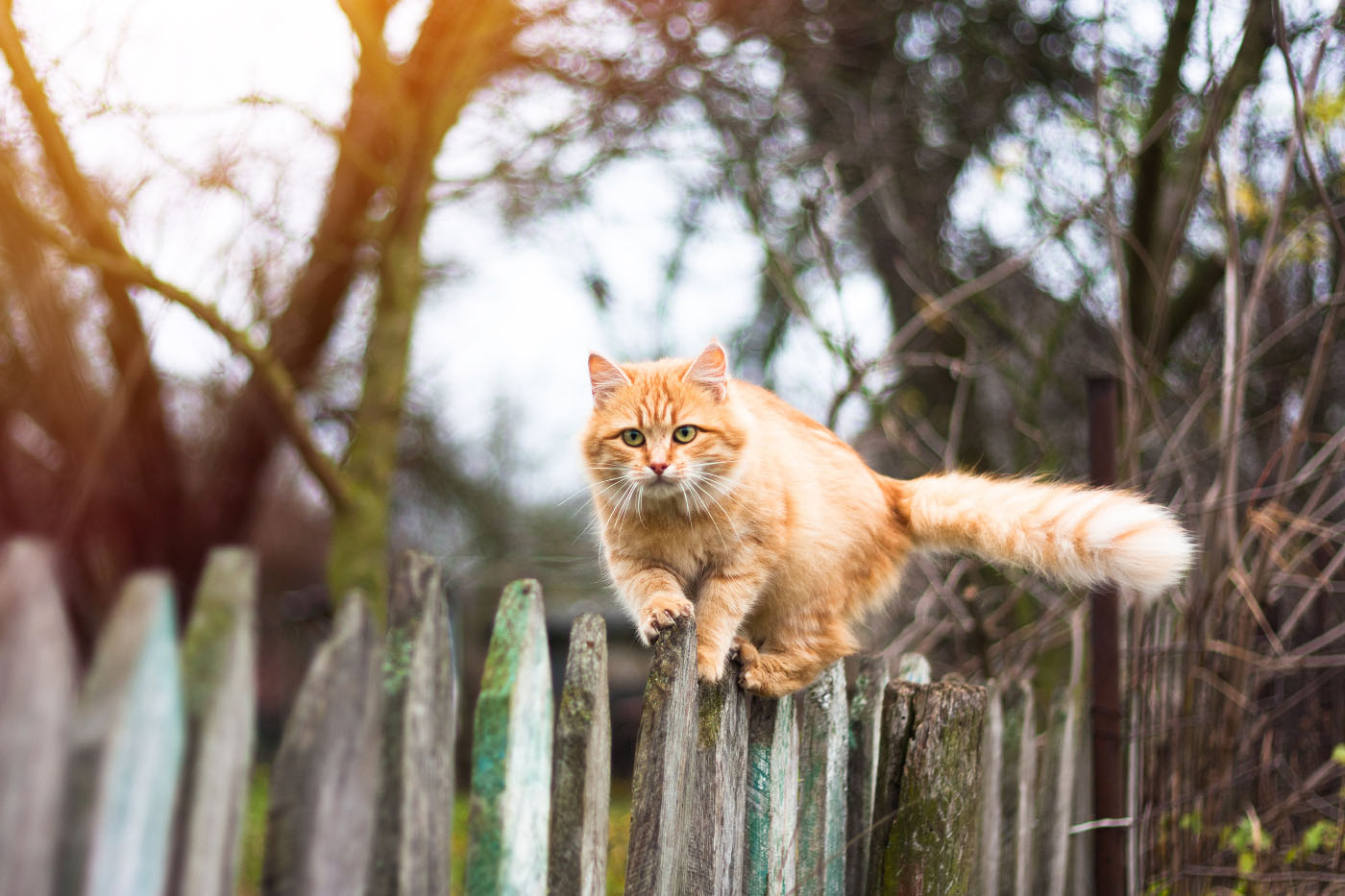 Cat walking along garden fence