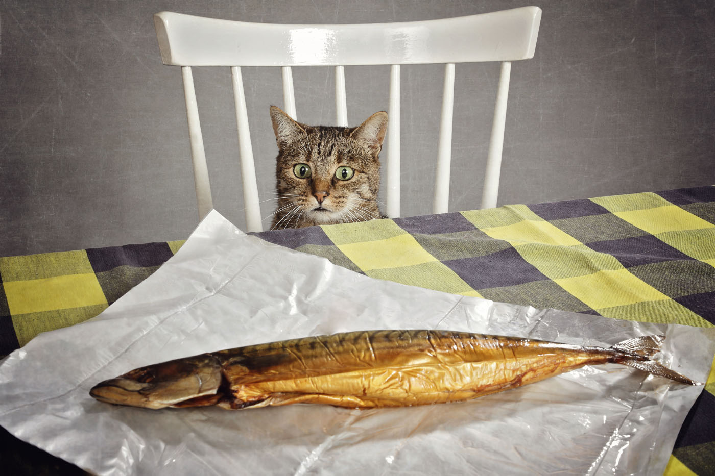 Cat eying up fish placed on dining table