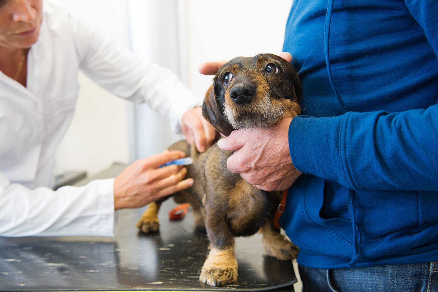 Dachshund getting treatment at the vets