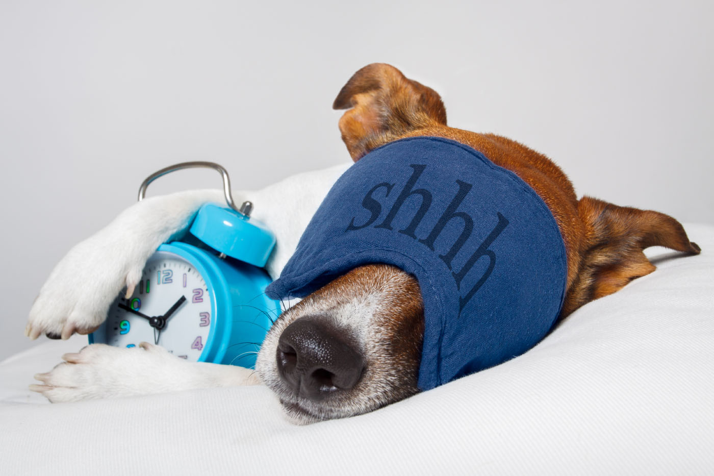Dachshund sleeping with eye mask and alarm clock