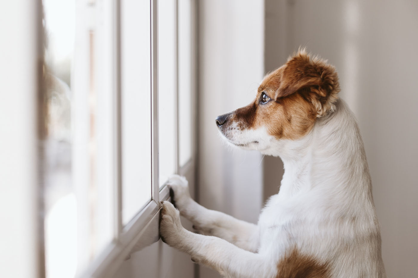 Dog at window waiting for owners to return