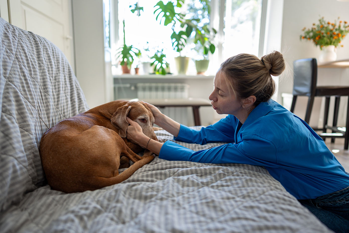 Dog being comforted after seizure