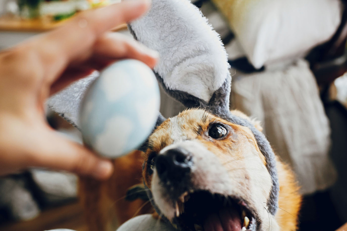 Chocolate Easter eggs can pose a danger to dogs