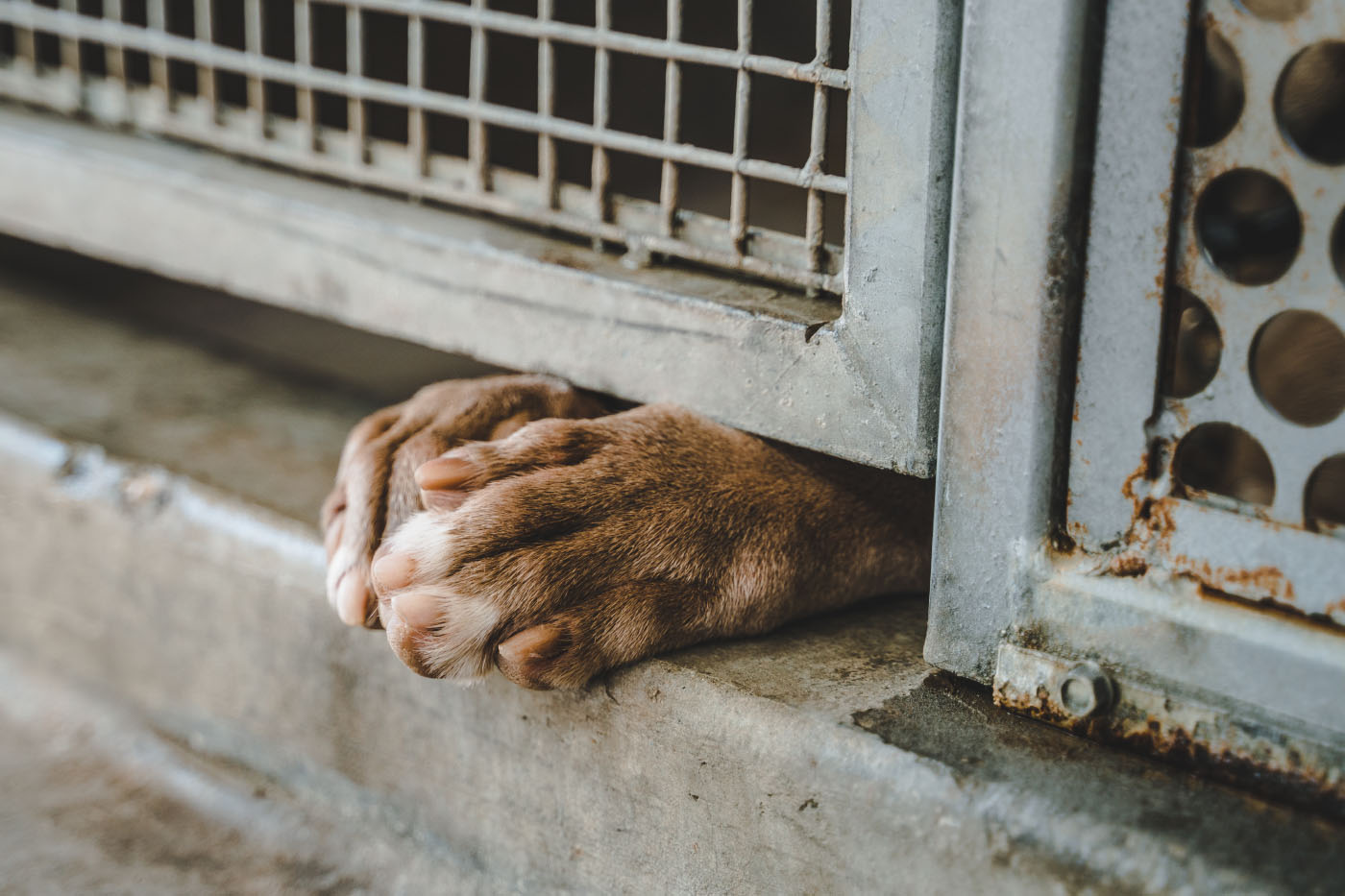 Dog enclosed in small cage