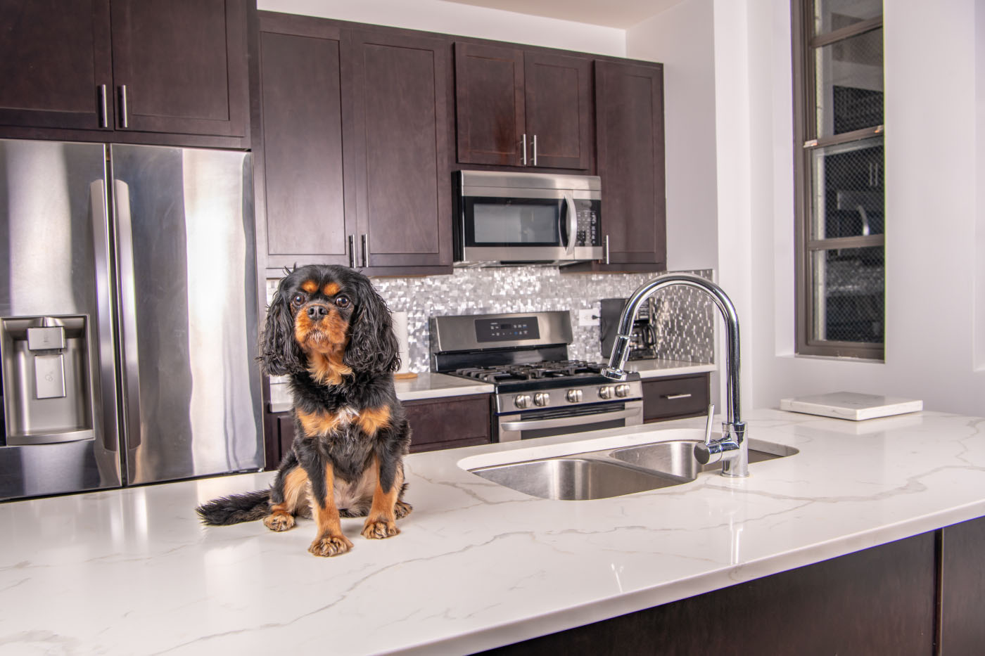 Cavalier King Charles spaniel sat on kitchen countertop