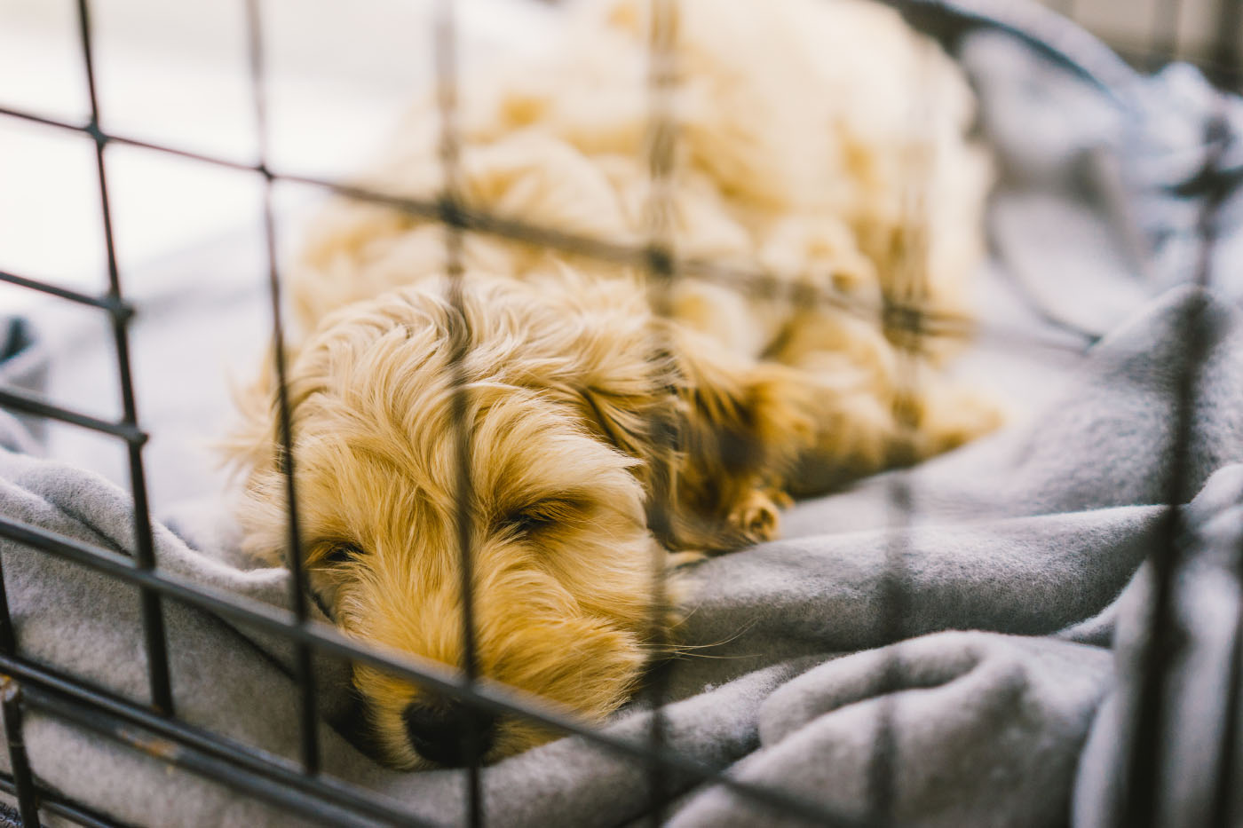 Dog sleeping in crate