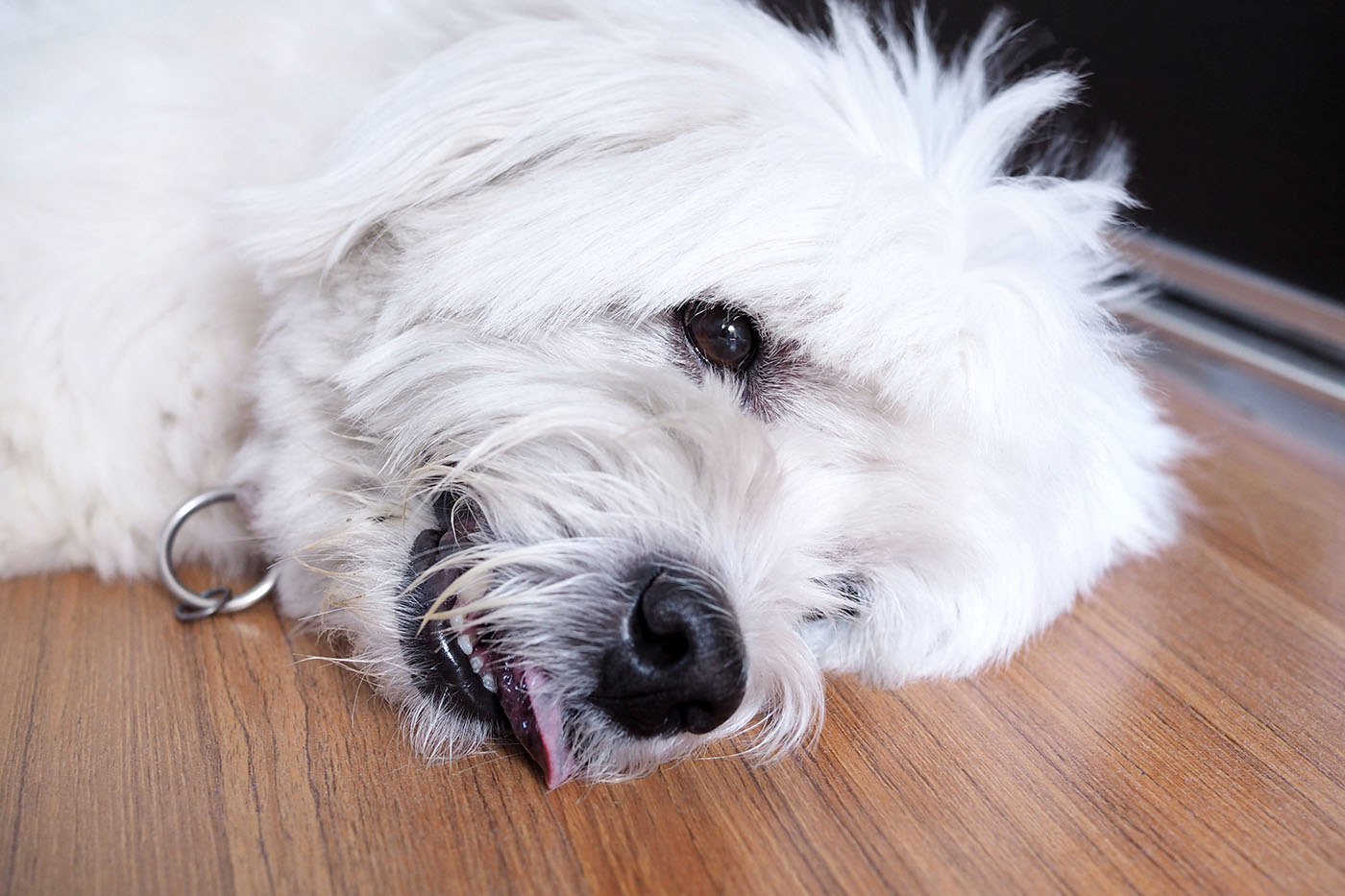 Dog experiencing epileptic seizure