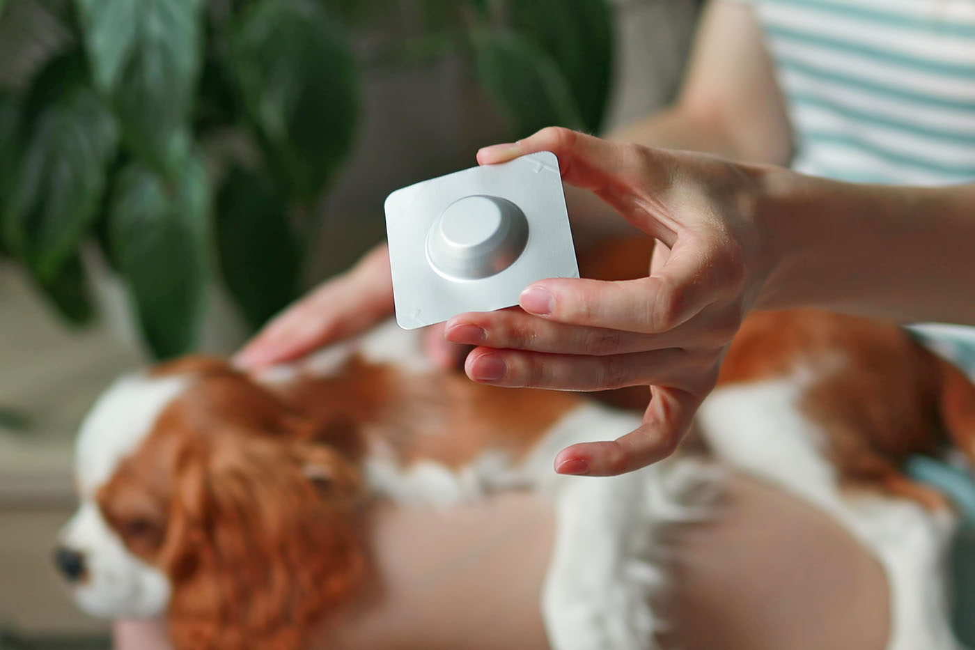 Oral flea treatment for dogs