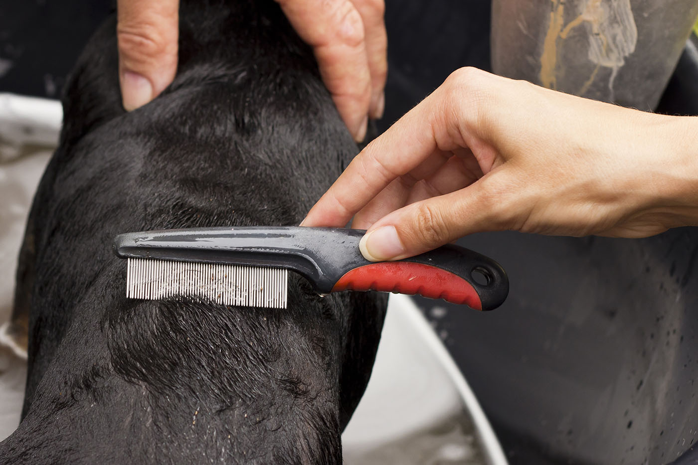 Finding fleas with a flea comb