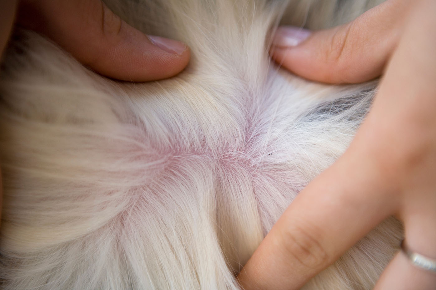 Flea dirt on dog fur