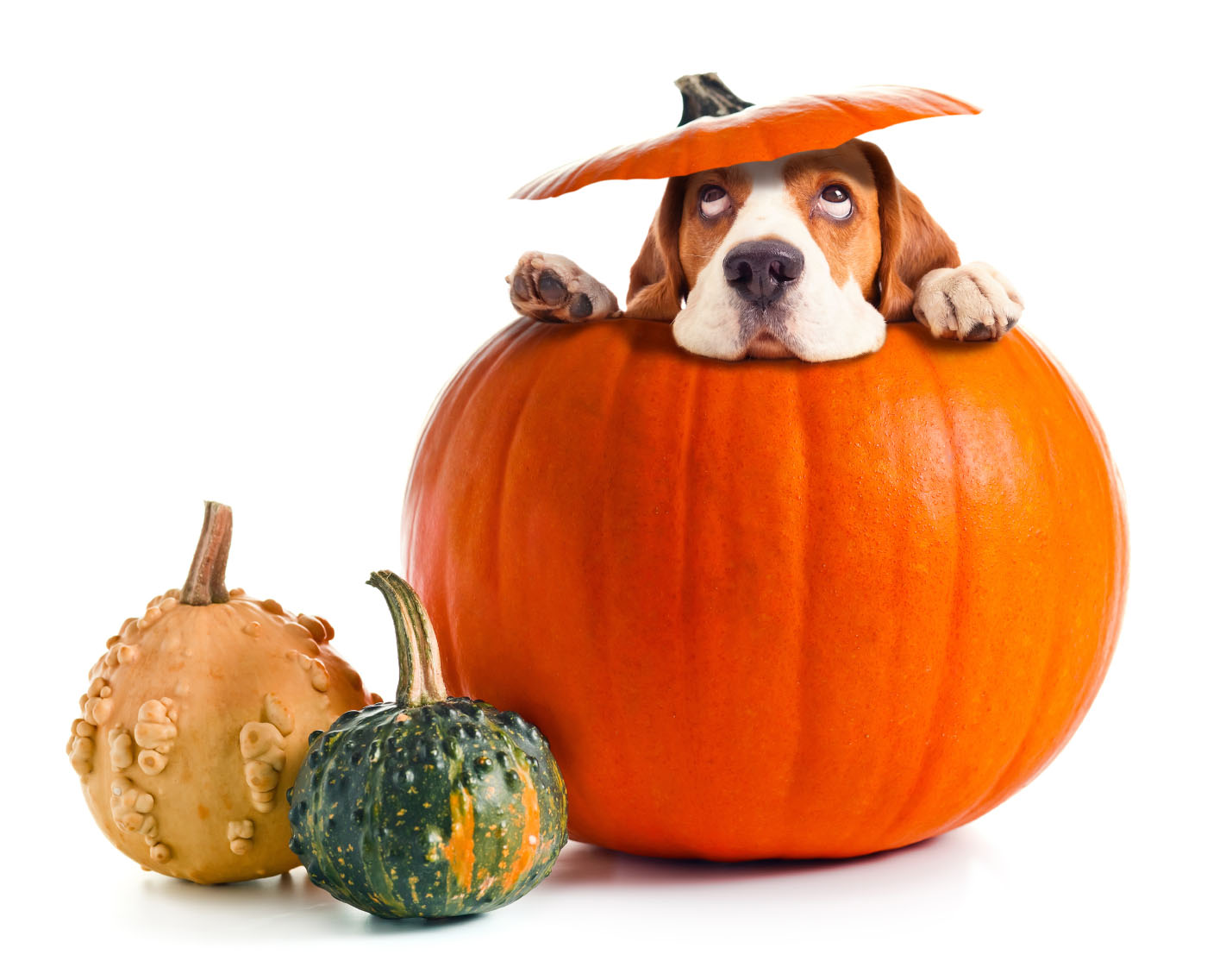 Beagle inside giant pumpkin