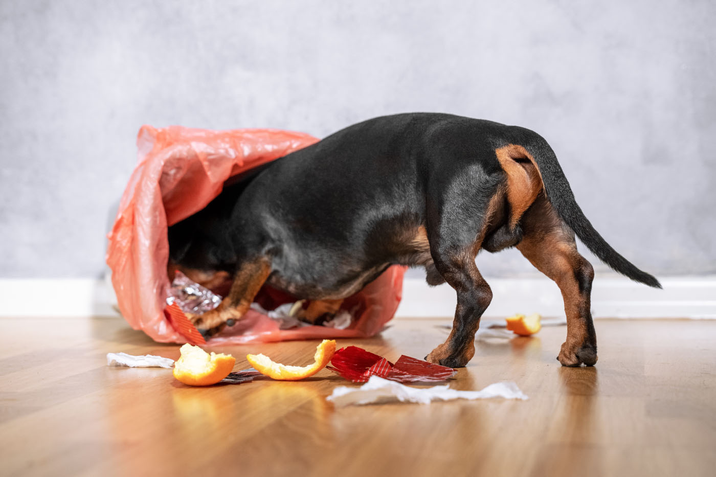 Dachshund stealing food from kitchen bin