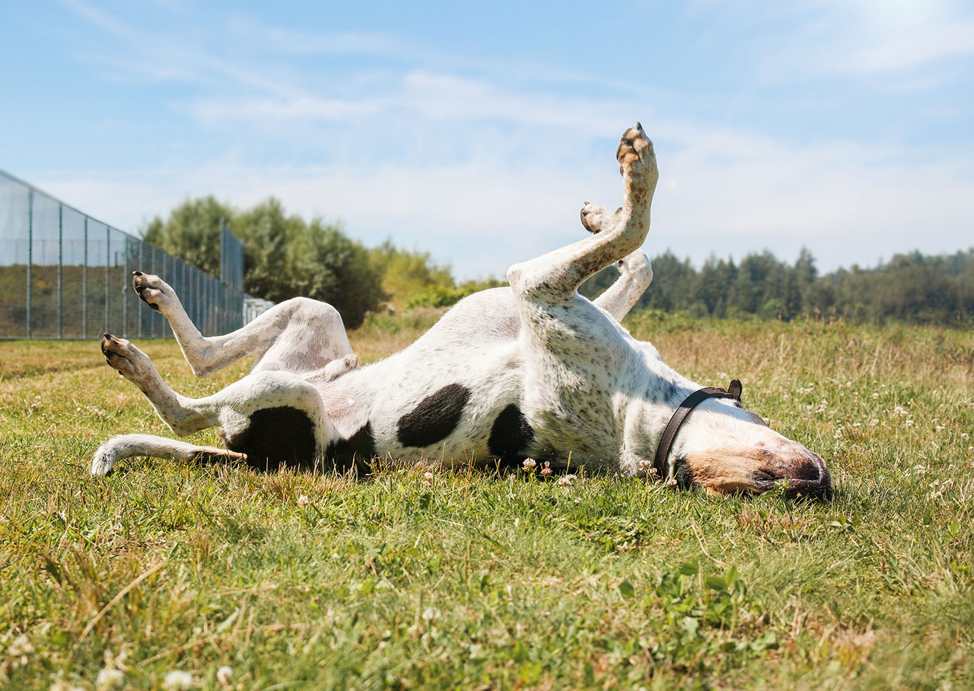 Dog rolling on grass