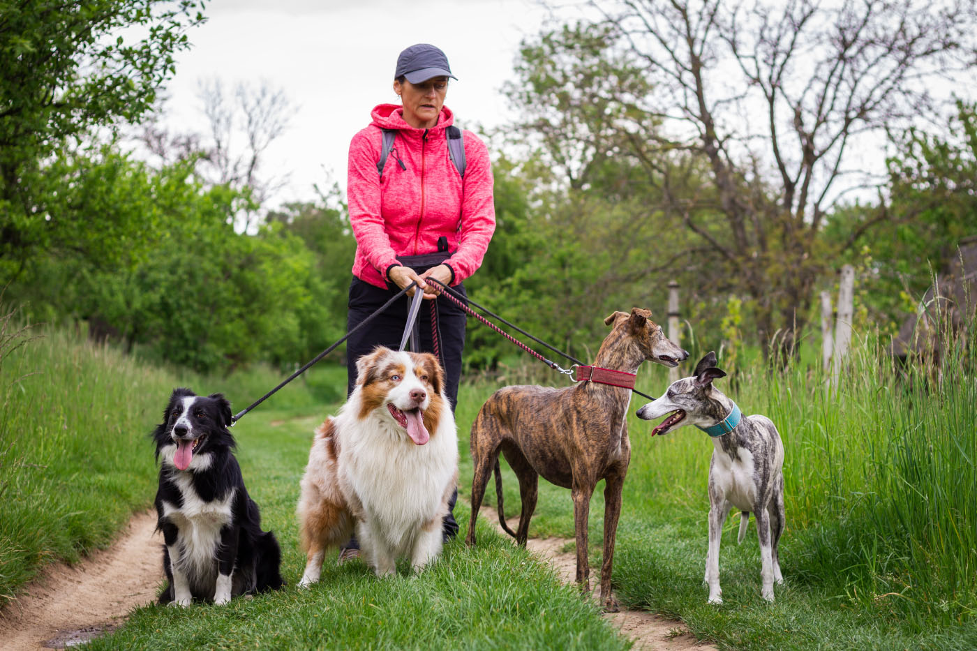 Dog walker with four dogs on lead