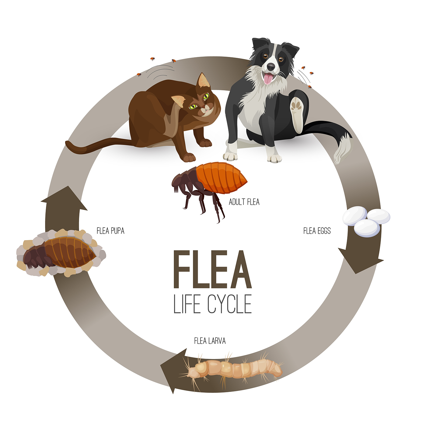 Flea life cycle