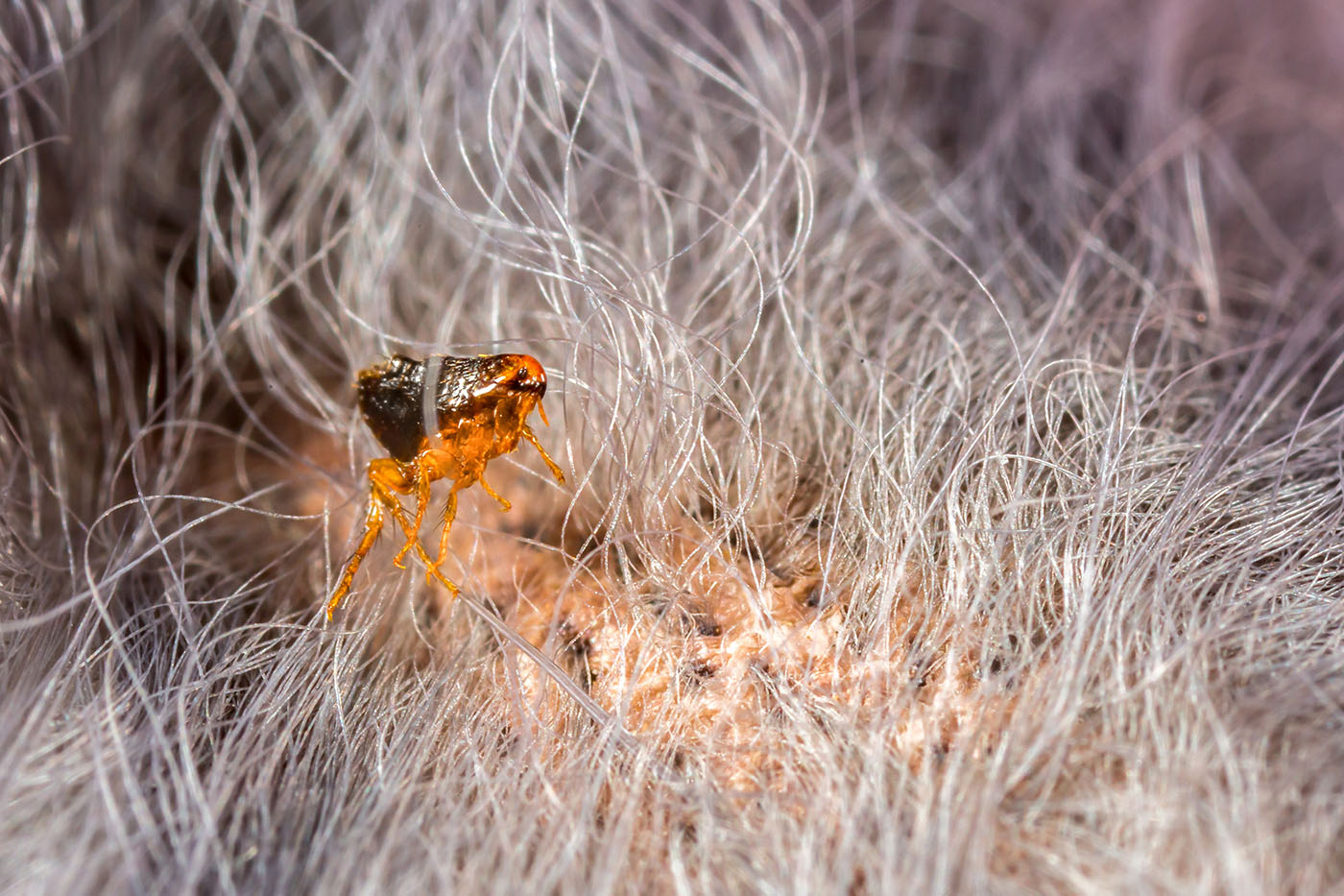 Flea living on dog