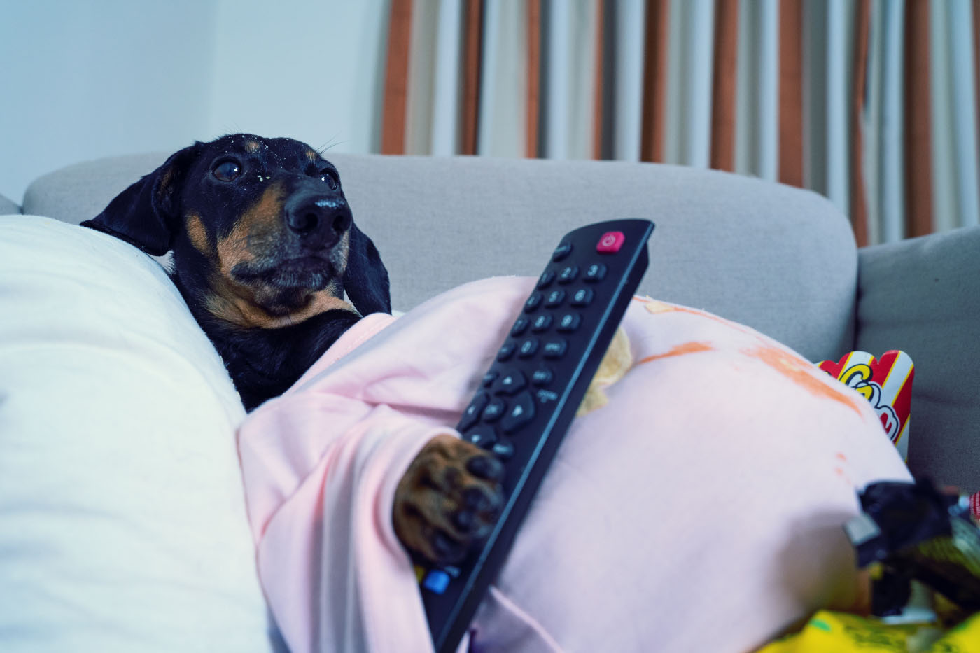 Dog watching TV and making a mess on sofa