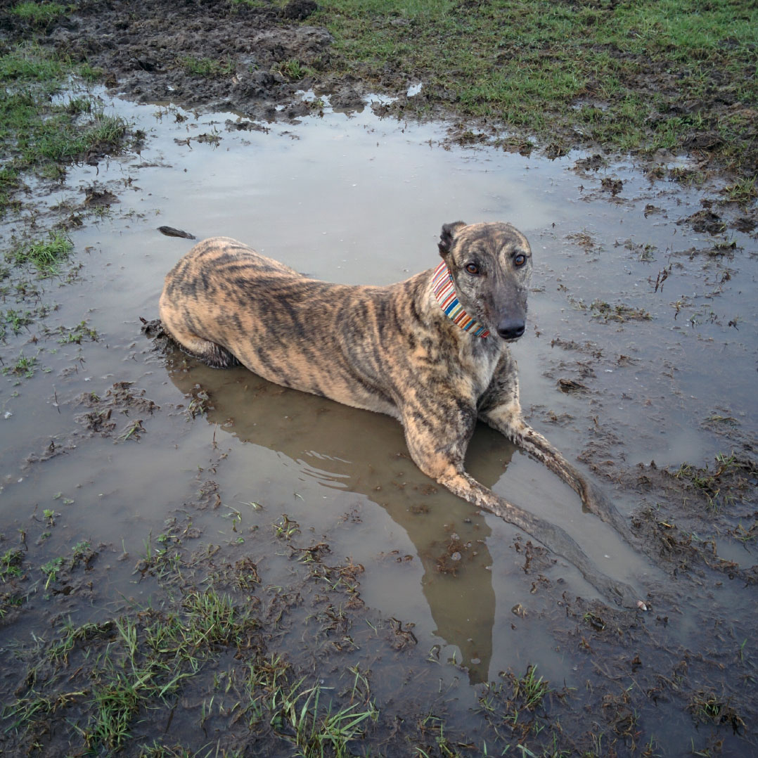 Paso laying in a puddle
