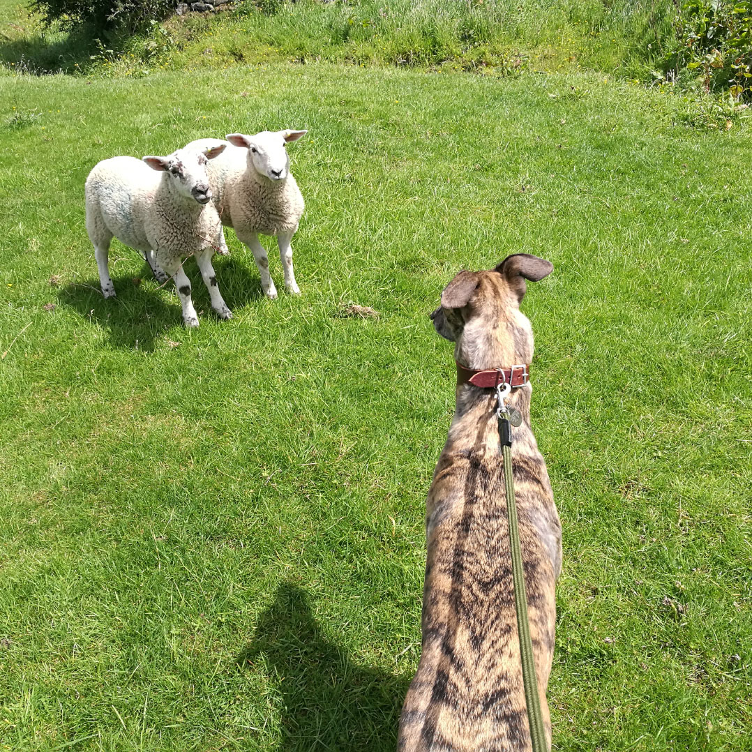 Paso meeting some lambs