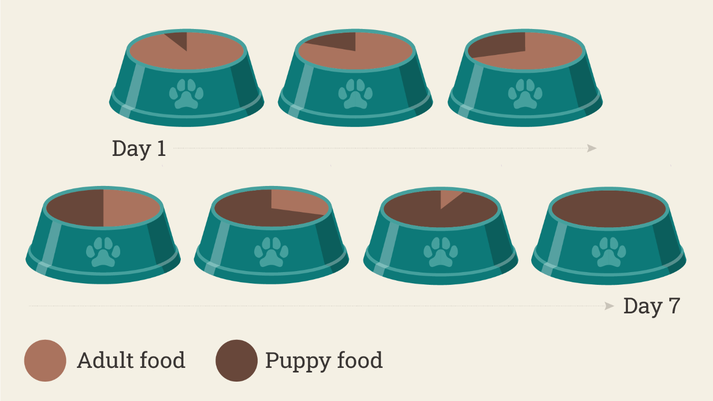 Pregnant dog diet