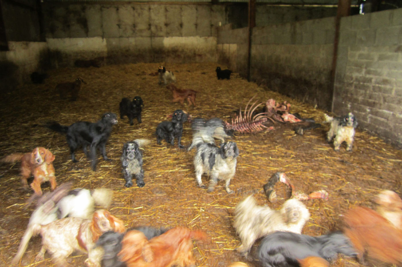 Appalling conditions at puppy farm