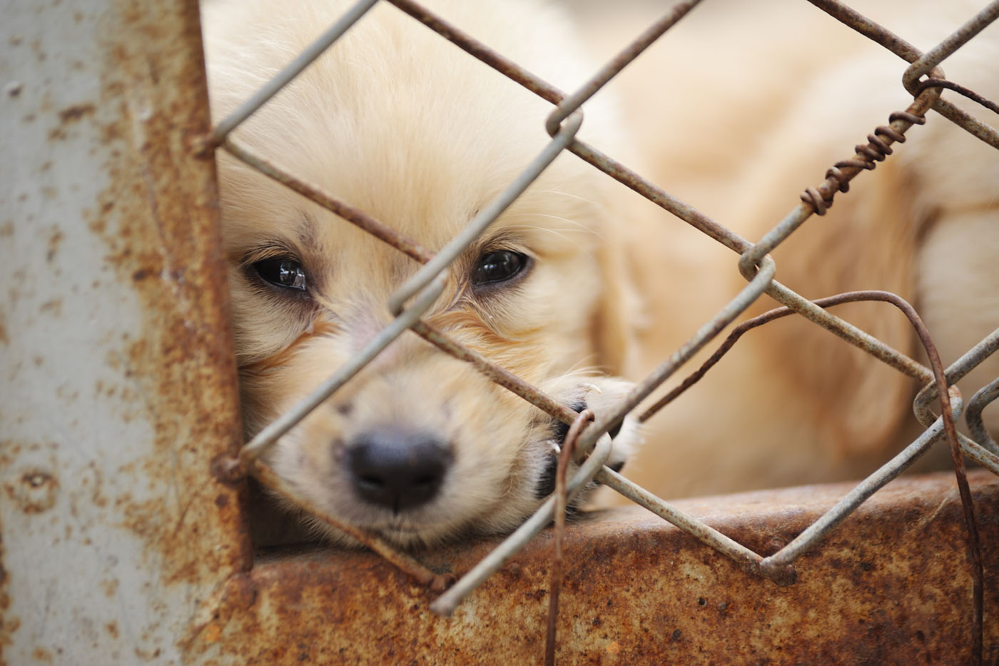 Puppies enclosed in rusty cage