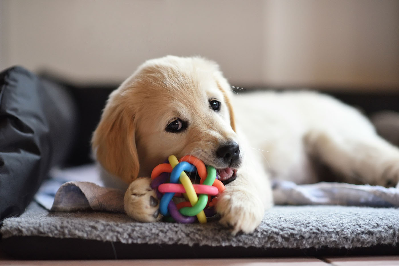 Puppy entertaining itself with a toy