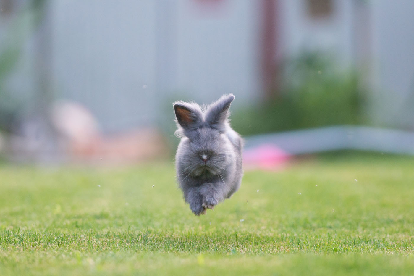 Domesticated rabbit running on garden lawn