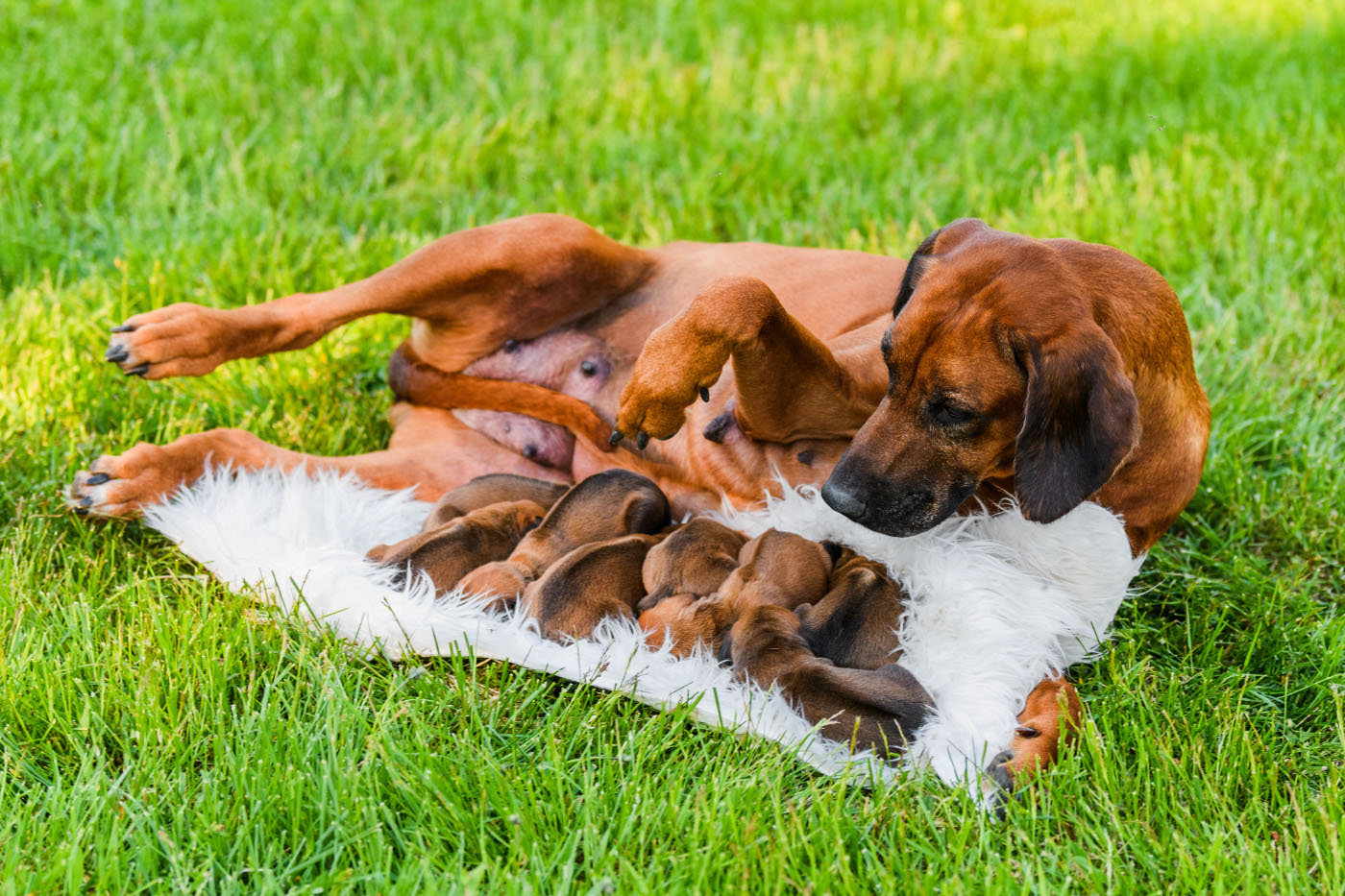 How long is gestation for dogs?