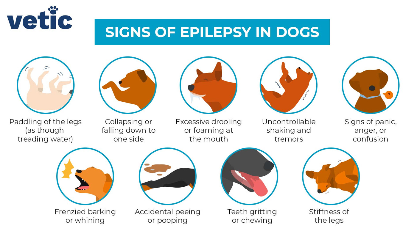 Signs of epilepsy in dogs
